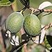 Pianta di Feijoa Autofertile (varietà UNIQUE) - Acca Sellowiana immagine