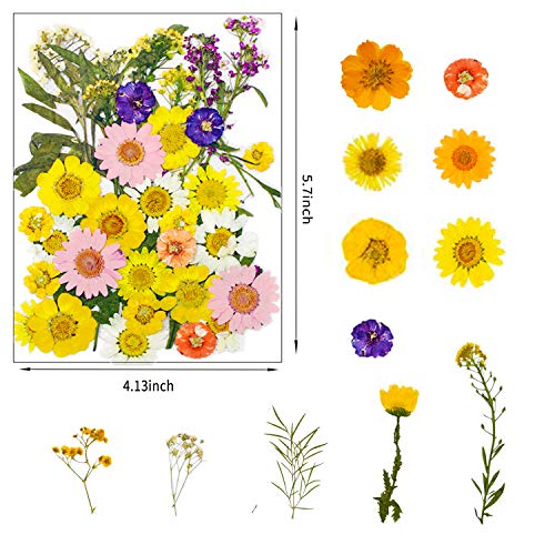 image for NLUS 120 PCS Dried Flowers for Resin with Tweezers Multiple Colorful R