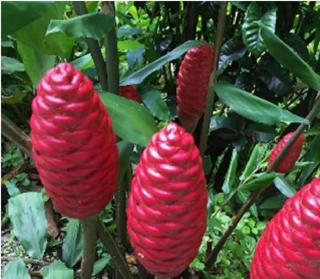 1x Jungle King Red Torch Ginger Bare Root Plant Rare Bitter Ginger