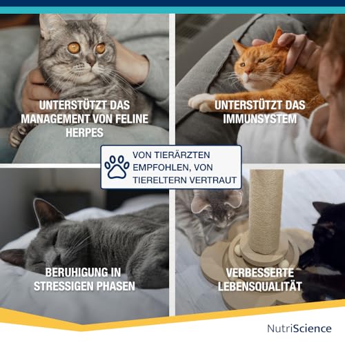 NUTRI SCIENCE Lysine Aid Gel für Katzen & Kitten 50 ml, Katzen Vitamine mit L-Lysin, Lysin Katze mit Lachs-Geschmack, Lysimun Katze für Felines Herpesvirus (FHV-1)