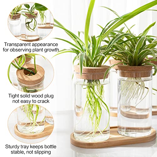 Biggun 4 Pcs Desktop Plant Terrarium - Cylindrical Water Planting Glass Planter With Lid & Wooden Tray For Growing Hydroponic Plants Home Office And Table Decoration #TOP2