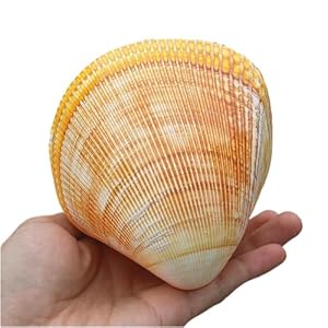 CHAASDEOM Jumbo Muschelhörner 11-12 cm