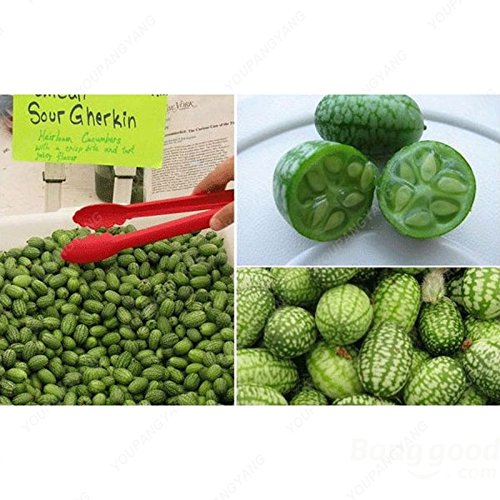 Graines de pastèque pour le pouce Mini pastèque Graines de fruits délicieuses pour le jardin à la maison Paquet de 500 graines
