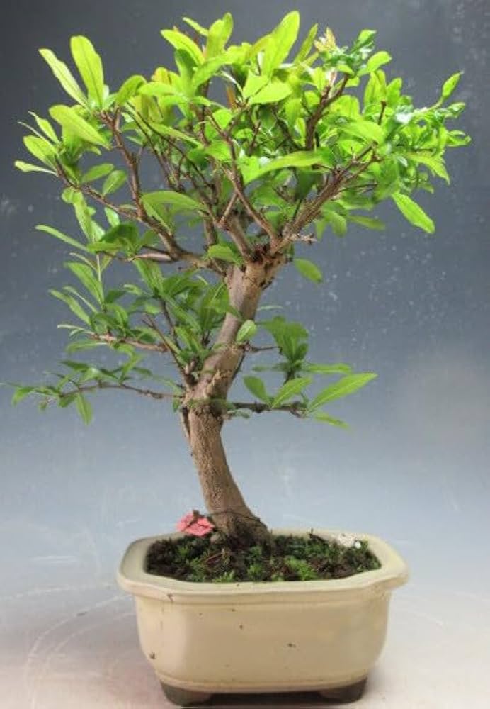 三河盆栽　ネジカンザクロ　盆栽 三河盆栽 ネジカンザクロ 盆栽 - メルカリ