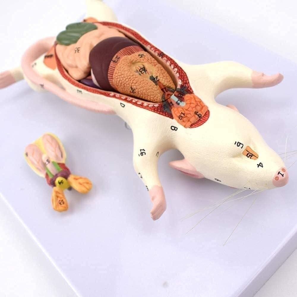 Rat Anatomical Model, Skeleton Model, Anatomical Animal Education Training Auxiliary Medical Hand-Painted Material