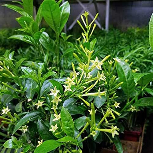 BHAJANLAL GREENERY Live Raat Ki Rani/Raat Rani Plant Night Blooming Jasmine Plant (Queen of the night Plant) - Healthy Outdoor Plant (Pack of 1 Plant) (B09FXDJ4XP) Amazon Price History, Amazon Price Tracker