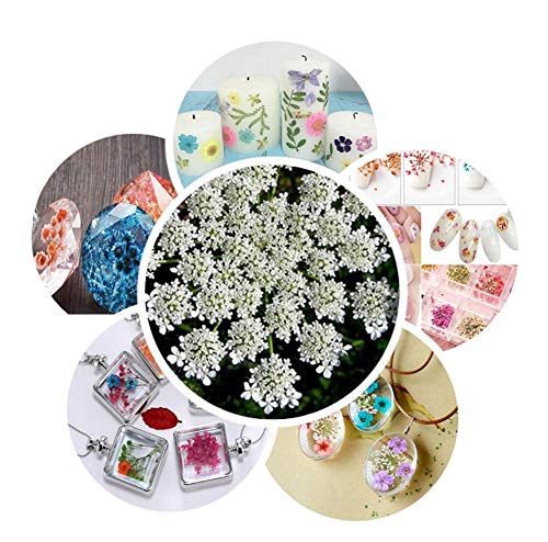 Colección de 24 Flores Secas Naturales Mini Prensadas miniatura 6