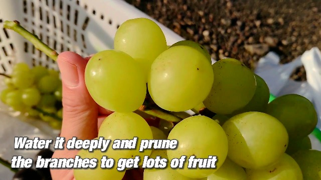 Amazon.com : Grape Vine Plant Live for Planting Outdoor, Cold