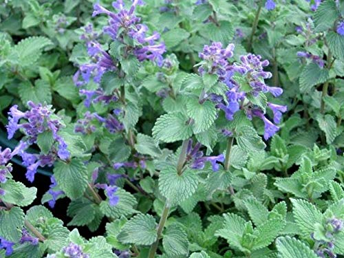 Preisvergleich Produktbild GETSO Nepeta Mussini Samen 0,05 g Catnip Ukraine S1014