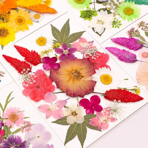 Flor natural seca prensada para resin artesanía miniatura 6