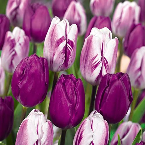 Bloomique - 20er-Mix - Tulipa Purple Mix - Lila Mix - Tulpenzwiebeln - Blumenzwiebeln - Frühlingsblüher - mehrjährige Pflanzen - wird bis zu 30-35 cm groß
