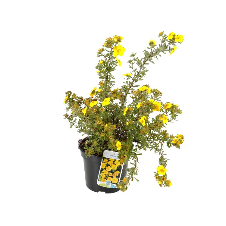 Potentilla 'Goldteppich' 25–30 cm Vaso – Potentilla fruticosa 'Goldteppich' – Tappezzante con fiori gialli
