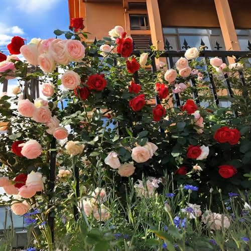 150+ Pink Climbing Rose Seeds for Planting Outdoors Ornamental Vine Seeds Amazing Climbing Flowers Rose Growth Beautiful Roses 150+ Pink Climbing Rose Seeds for Planting Outdoors Ornamental Vine Seeds Amazing Climbing Flowers Rose Growth Beautiful Roses