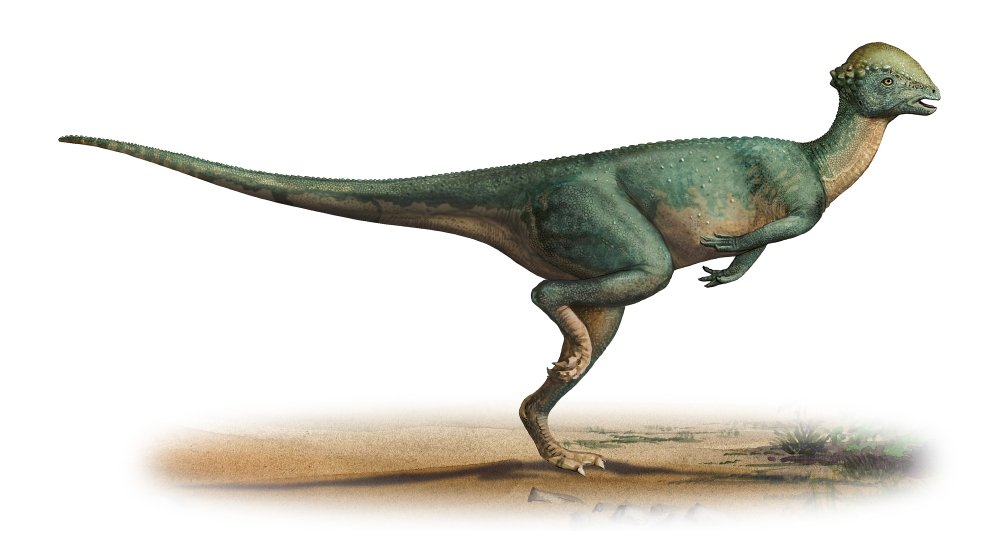 Posterazzi Stegoceras validus a prehistoric era dinosaur from the Late Cretaceous period Poster Print, (19 x 10)