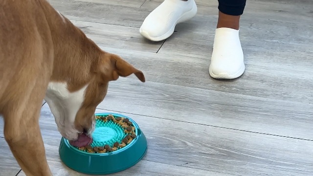 KONG Licks Mat - Tappetino Dispenser Giochi Per Cani Con Ventose - Foto 3