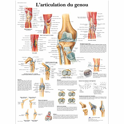 3B Scientific – Laminado Articulación de la Rodilla Cartel – Anatomía & Patología – Póster Protegido contra UV y Polvo para Estudio, Enseñanza y Clínicas
