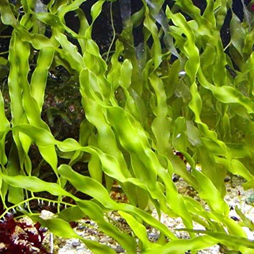 Shore Aquatic Caulerpa Prolifera