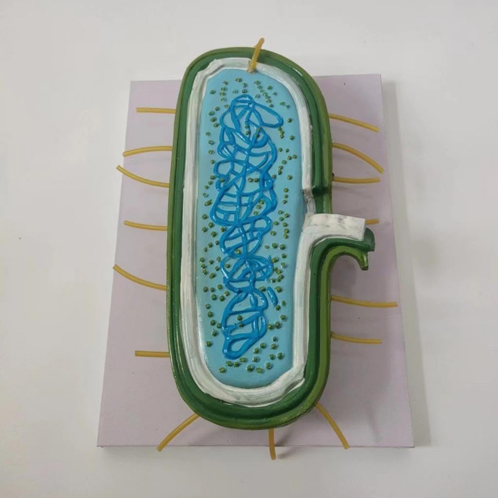 Modelo Bacteriano de Citoplasmática: Modelo Ampliado para Profesores.