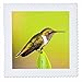 3dRose qs_87146_4 Costa Rica, Rio Savegre, Scintillant Hummingbird - SA22 BJA0006 - Jaynes Gallery - Quilt Square, 12 by 12-Inch