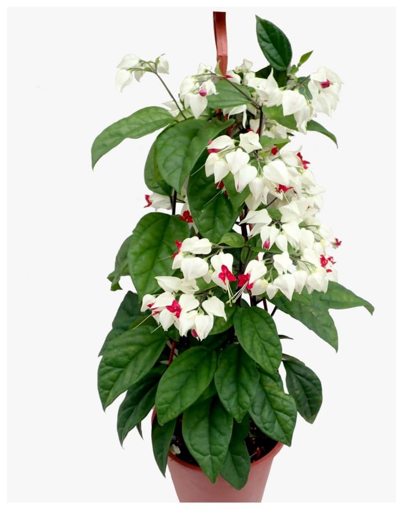 GreenWorld Special Double colour red and white Bleeding Heart Flower Plant,Ready To Blooming At 2-4 Month (B0CHY5B53J) Amazon Price History, Amazon Price Tracker