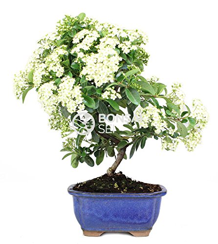 Bonsai - Espino de fuego, 7 Años (Bonsai Sei - Pyracantha)