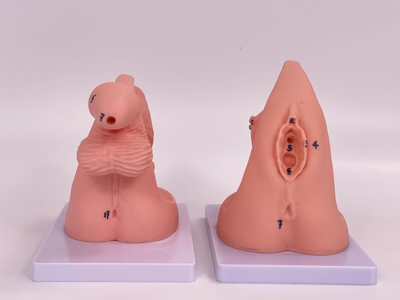 Modèles de cathétérisme masculin et féminin, modèles d'anatomie génitale interne et externe, 2 modèles de cathétérisme, modèle de cathétérisme masculin et féminin simple, mannequin d'enseignement en P