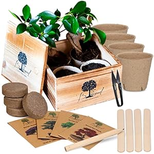 B-seed Starters Kit Inclusief e-Book over Bonsai Zaden Kweken – Boompje in Pot – Kamerplanten – Kweekset – Kerstcadeau