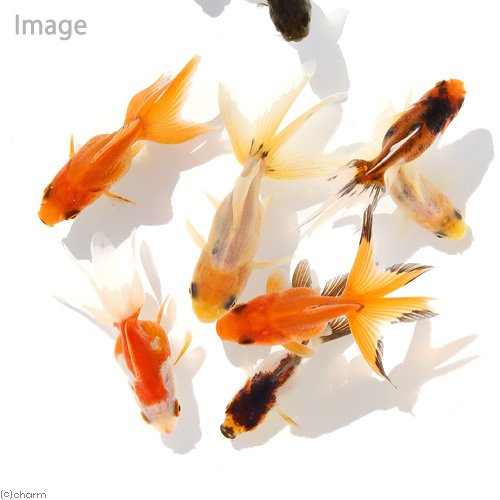 【新品・未使用】オイルチャーム　１２個セット アミューズメント景品(金魚等) 新品】オイルチャーム 金魚すくいチャーム 金魚 金魚鉢 - メルカリ