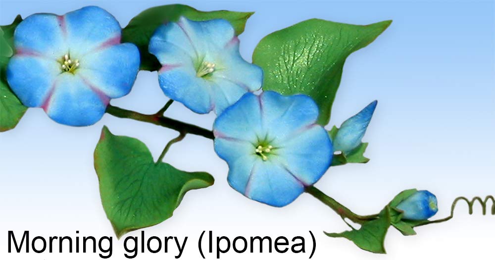WSA Ausstechformen Morning Glory (Ipomea) (Set mit 2 Größen)