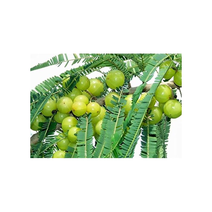 Buy MTech Gardens Grafted Amla Indian Gooseberry Phyllanthus Emblica
