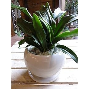 その他観葉植物 honokoo 光触媒 光の楽園 ライトトネリコ 1.0m【インテリア フェイク