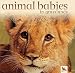 Animal Babies in Grasslands