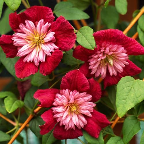 You Garden - 1 x Premium Double Clematis Avant Garde in a 7cm Pot