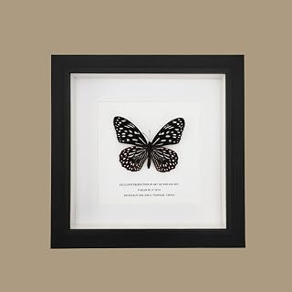 Taxidermy Mounted in Frame ， Framed Beautiful Butterfly Wall Decor ，Unique Taxidermy Collectables ，Collection of Butterflies，Home Decor Wall Decoration Gift for Christmas Valentine Birthday