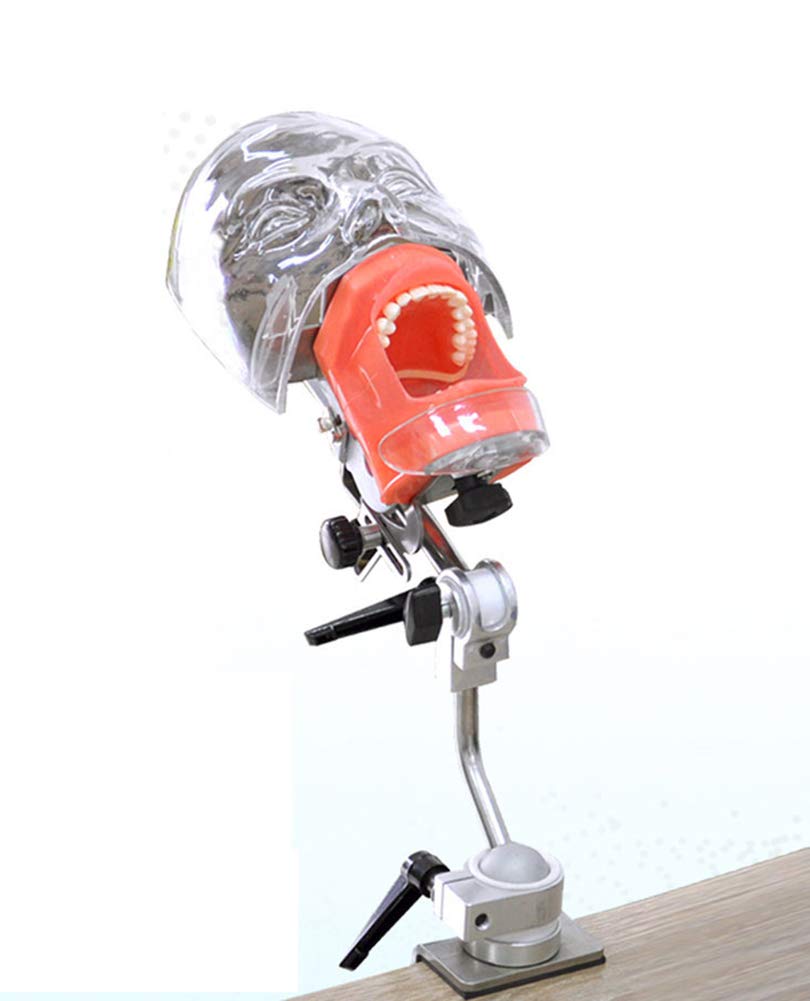 Mannequin Tête Fantôme Dentaire – Simulateur Pour Exercices Pratiques Et Enseignement
