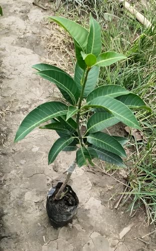Image of Frash Healthy Live Grated Plant Bari 11 Mangofruit Tree || For Home Garden Outdoor Indoor Plant. (Plant Height 2Ft-2.5Ft)