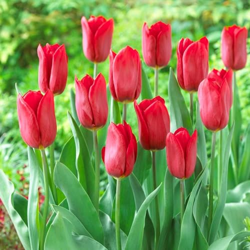 Tulpenzwiebeln Single "Red Passion" (25 Zwiebeln) exklusive rote Tulpen aus Holland, winterhart und mehrjährig für Garten, Töpfe, Balkon aus Amsterdam (große Knollen, kein Samen, nicht künstlich)