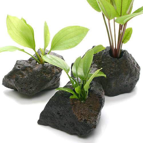 エキノドルス　水上葉　親株　6種類、限定1セットのみ！早いものがち！ 水草）エキノドルス スパイダーネット（水上葉）（無農薬）（1