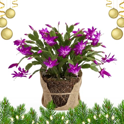 Christmas Cactus Live Plant, Holiday Cactus Live for Indoor Outdoor