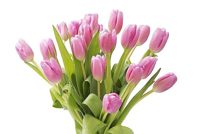 Image of KaBloom-15 Pink Tulip Bouquet,Flowers for Valentine, Mother's Day