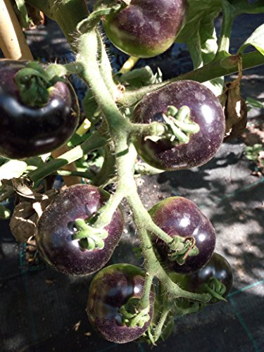 Souked 20 Seeds Purple Cherry Tomato Organic Fruit Vegetable Plant by Big Bargain