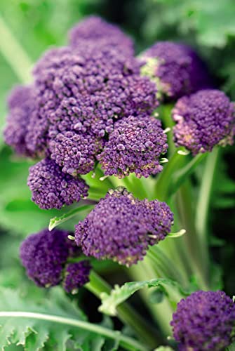 300 Purple Broccoli Seeds for Planting Heirloom Non GMO 1 gram Garden Vegetable Bulk Survival Allium cepa