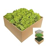 💚 Qualität, die man sehen und spüren kann: lichtechte und langlebige Farbe, keine Pflege notwendig, nachwachsende Rohstoffe und biologisch abbaubar, EU Produkt, per Hand gepflückt sowie grob gereinigt und sortiert, garantiert ohne Insekten oder Parasiten