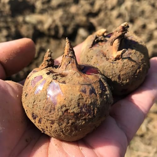 semillas de castaña de agua, decoración de jardín para exteriores, castaña de agua de balcón en forma de columna, 200pcs