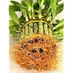 9GreenBox - 3 Tier 4" 6" 8" Lucky Bamboo for Feng Shui (Total About 38 Stalks) Home Growth USA - Image 3