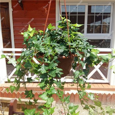 vegherb4 : Colorful Hanging Parthenocissus Tricuspidata Seed Perennial Herb Flower Pot Plants Anti-Radiation Ultraviolet Ray 50 Pcs 4