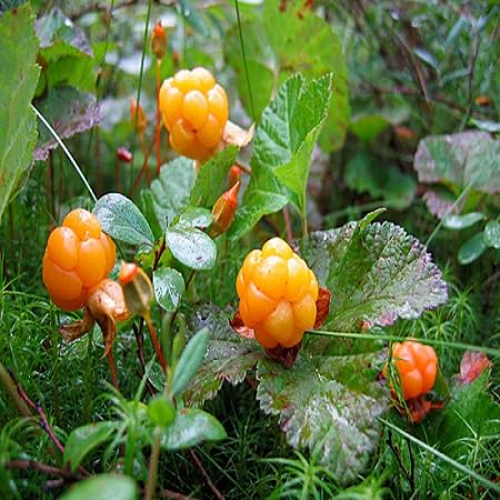 Cloudberry Fruit Seeds 100pcs Yellow