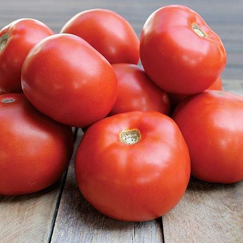 Park Seed s Jamestown Tomate rojo, paquete de 10 semillas