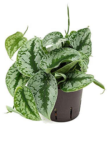 Houseplant - Scindapsus Pictum Trebi 'Silk Pothos' - 1 x Full Plant in a 13cm Pot - Indoor Plants - Premium Quality Houseplants