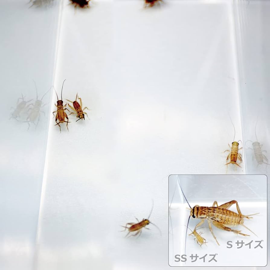 爬虫類・両生類のエサ SS100 爬虫類・両生類のエサ SS100 爬虫類・両生類のエサ SS100 Amazon